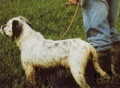 Setter Anglais CRUYFT DES SEPT PROVINCES Setter Anglais CRUYFT DES SEPT PROVINCES